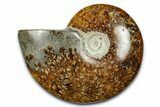 Polished Ammonite (Cleoniceras) Fossil - Madagascar #344289-1